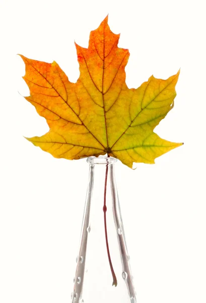 Yellow maple leaf in a glass vase isolated on white background — Stock Photo, Image