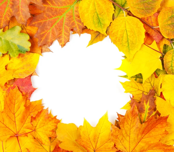 Foglie di autunno giallo isolato su sfondo bianco — Foto Stock
