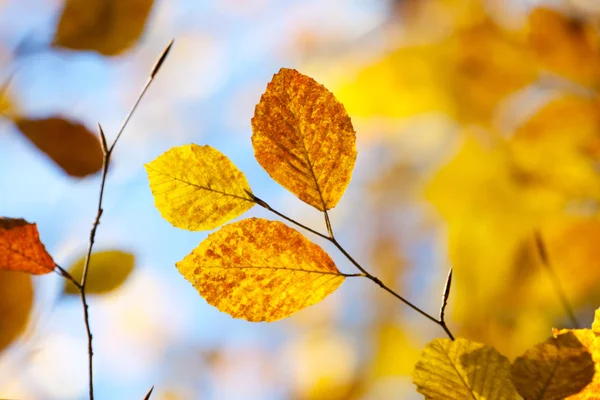 Primo piano di foglie autunnali su uno sfondo di cielo azzurro — Foto Stock