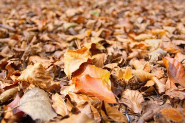 Dry autumn leaves on the ground clipart