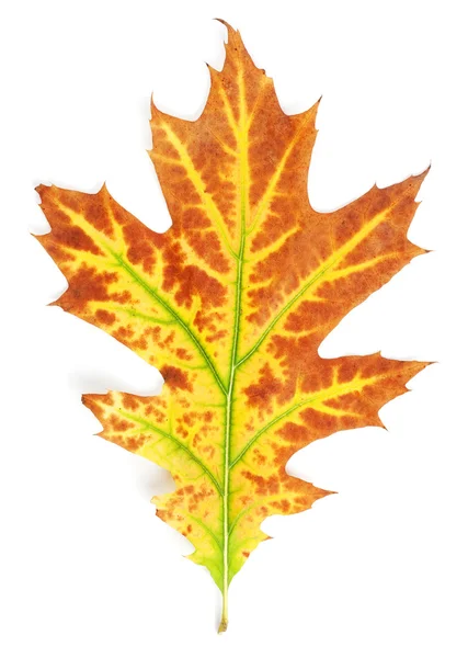 Folha de outono amarelo-vermelho isolada no fundo branco — Fotografia de Stock