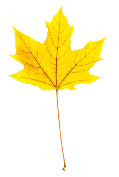 Beyaz arkaplanda sarı akçaağaç yaprağı izole — Stok fotoğraf