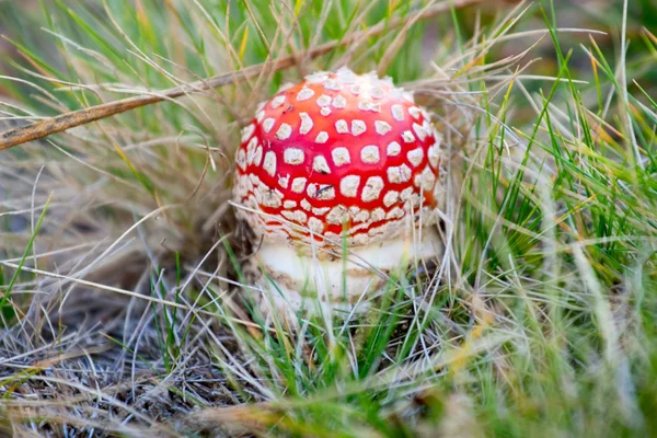 Muchomor grzyb w trawie — Zdjęcie stockowe