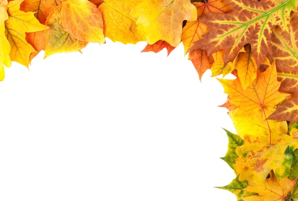 黄秋的叶子在白色的背景上与世隔绝 — 图库照片
