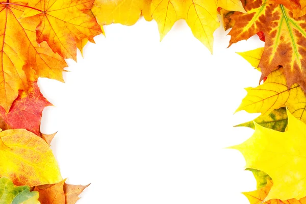 Foglie d'autunno — Foto Stock