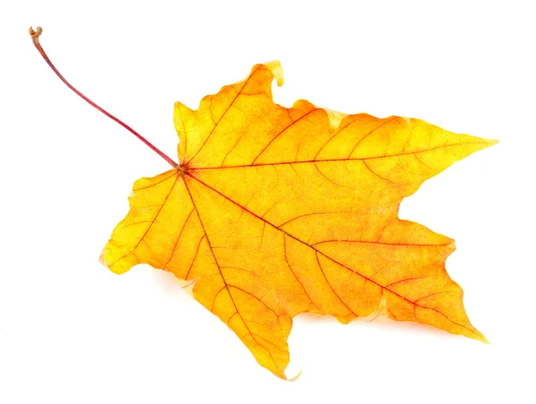 Yellow maple leaf isolated on white background — Stock Photo, Image