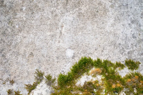 Muschio verde su uno sfondo muro di pietra — Foto Stock