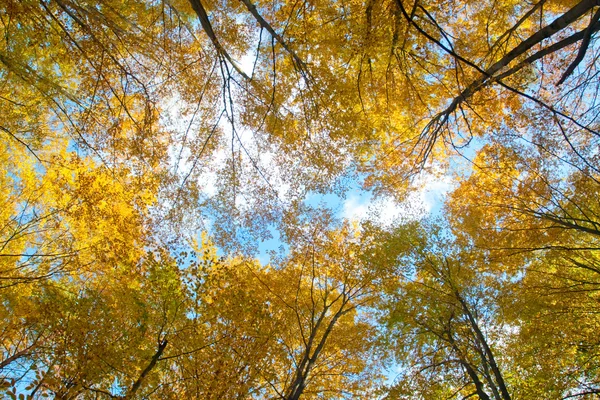 Mooie herfst bomen en een blauwe hemel — Stockfoto