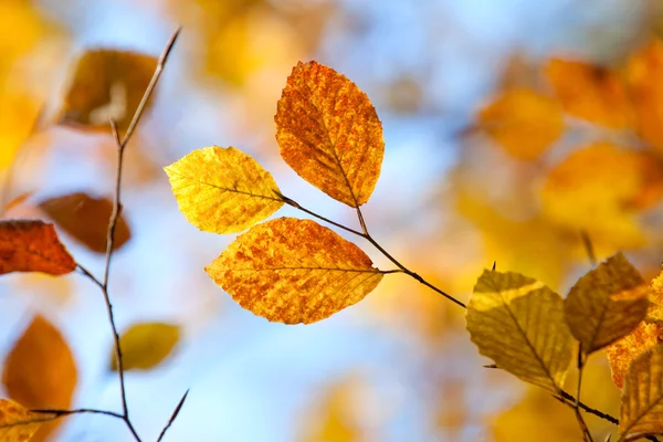 Closeup of autumn leaves against blue sky — Stock Photo, Image
