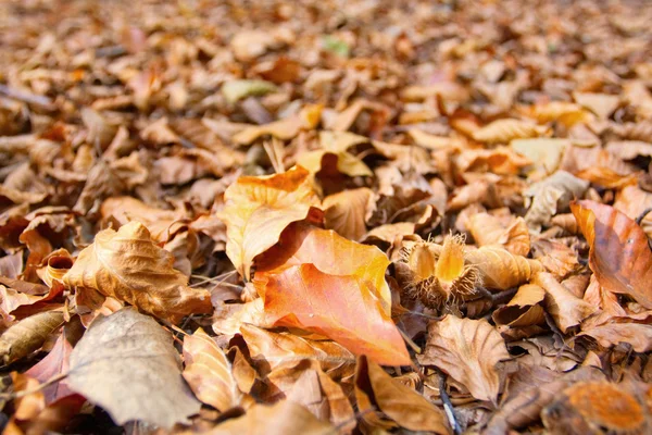 Dry autumn leaves on the ground — Stock Photo, Image