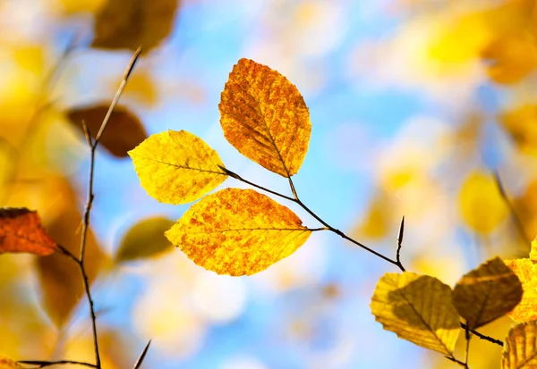 Herbstliches Laub hautnah vor blauem Himmel — Stockfoto