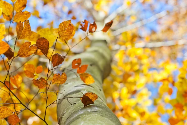Jasny żółty drzewa liści makro — Zdjęcie stockowe