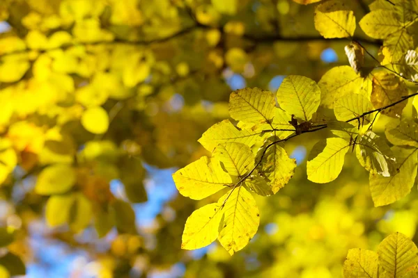 Nærbillede af gule blade på et træ - Stock-foto