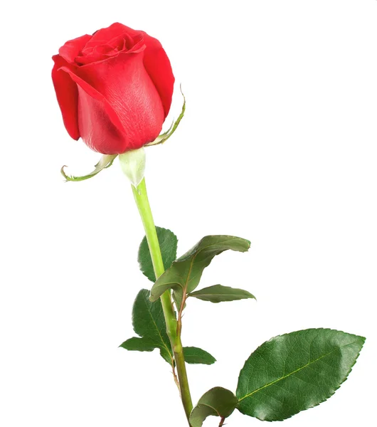 Beautiful red rose isolated on white background — Stock Photo, Image
