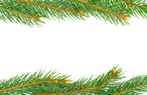 新鲜绿色 fir 树枝上孤立的白色背景 — 图库照片