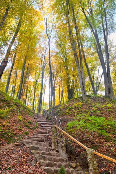 Stairs on a hill in an autumnal forest — Stock Photo, Image