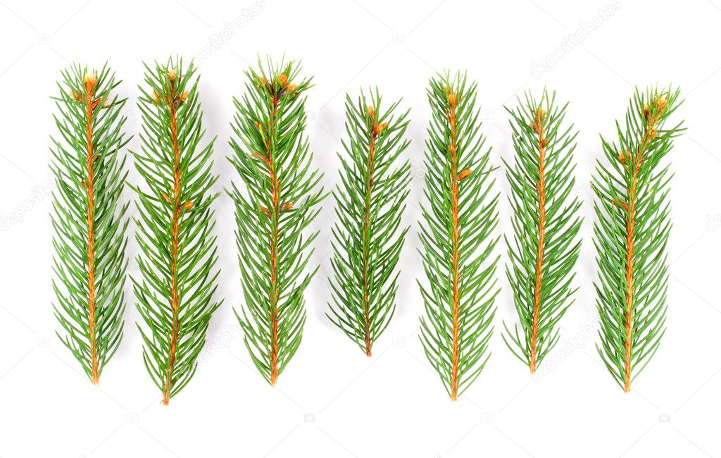 Green pine tree branches isolated on white background