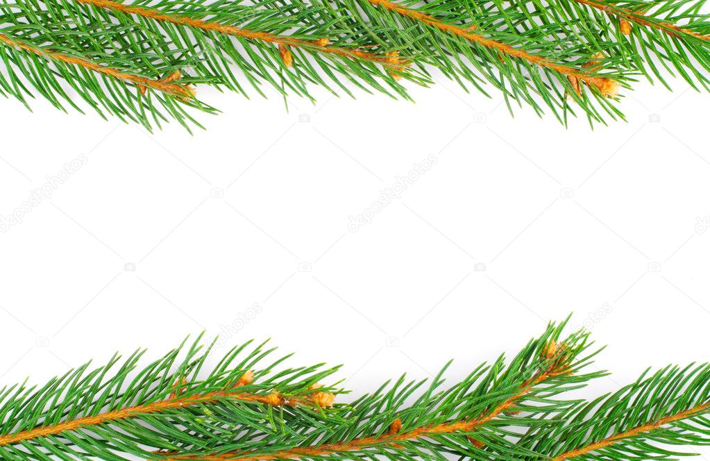 Fresh green fir twigs isolated on white background