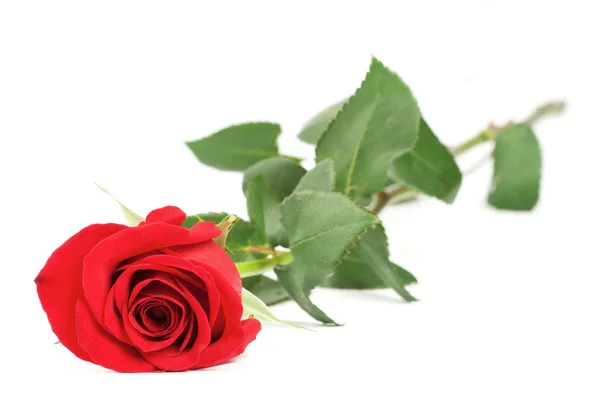 Beautiful red rose on white background — Stock Photo, Image
