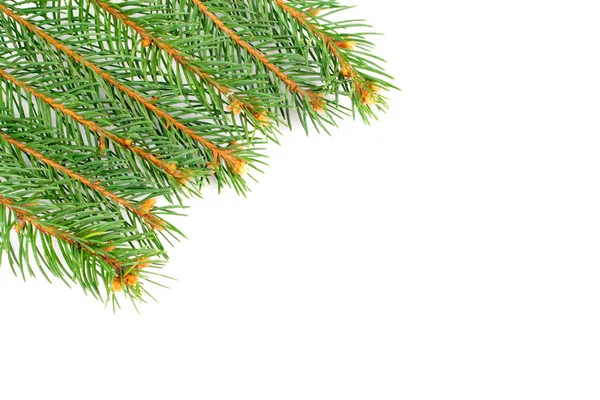 新鲜绿色 fir 树枝上孤立的白色背景 — 图库照片