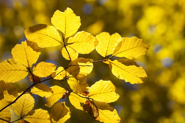 El primer plano de las hojas amarillas en el árbol — Foto de Stock