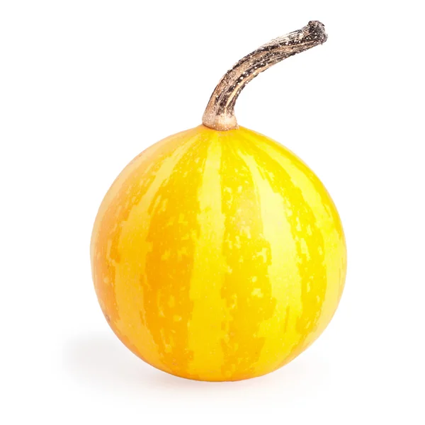 Little decorative pumpkin on a white background — Stock Photo, Image