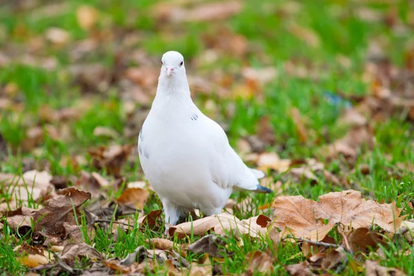 White pigeon on the green grass — Stock Photo, Image