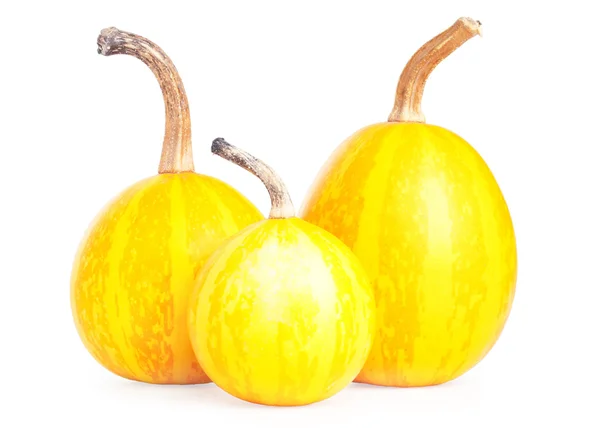 Three bright small decorative pumpkins on white background — Stock Photo, Image