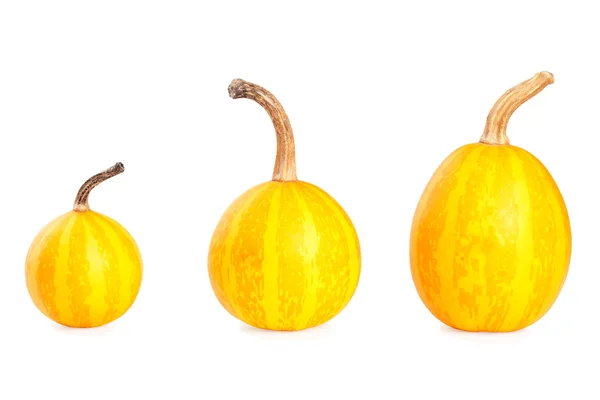 Three small decorative pumpkins on white background — Stock Photo, Image