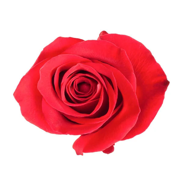 Red rose bud isolado no fundo branco — Fotografia de Stock