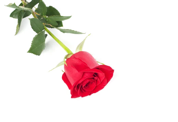 Beautiful red rose on white background — Stock Photo, Image