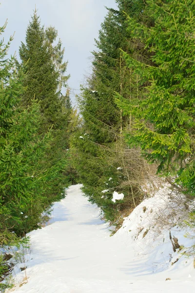 Forêt Pins Verts Avec Sentier Enneigé — Photo