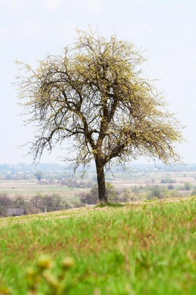 Ενιαίο δέντρο σε ένα πράσινο πεδίο — Φωτογραφία Αρχείου