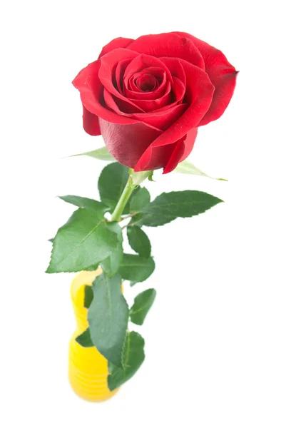 Red rose in a vase on white background — Stock Photo, Image