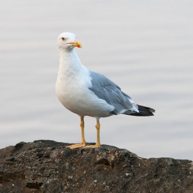 Seagull standing on a rock by the sea clipart