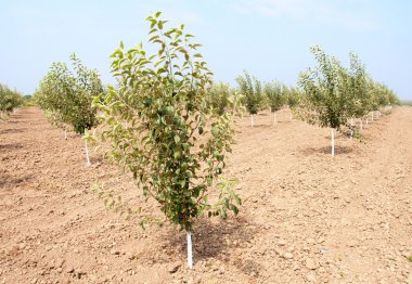 Genç meyve ağaçları ile Bahçe bahar