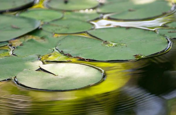 池塘里的水中百合叶 — 图库照片