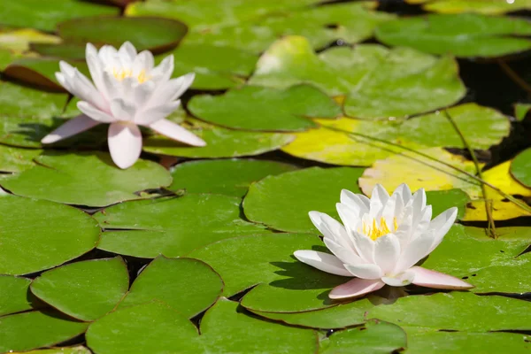 Dvě krásné kvetoucí růžová voda liliesl v rybníku — Stock fotografie