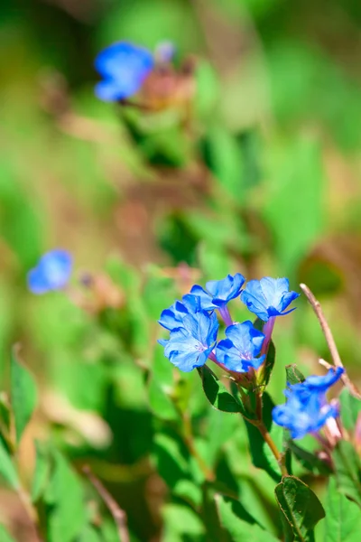 Bellissimi fiori blu non dimenticarmi — Foto Stock