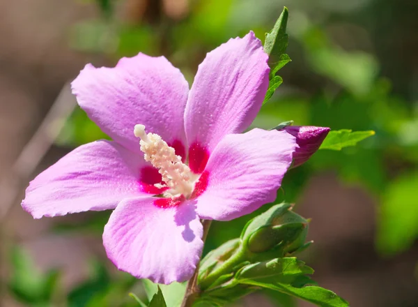 Bellissimo primo piano fiore rosa — Foto Stock