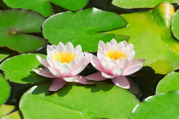 Dos hermosas flores de agua rosa liliesl en el estanque — Foto de Stock