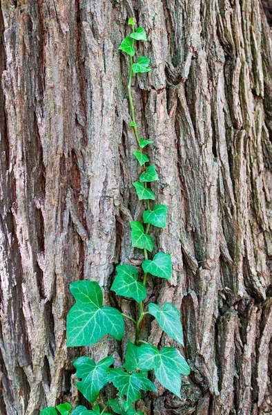 緑つたの葉っぱが木の幹の上でクロール — ストック写真