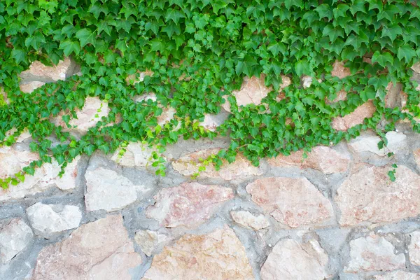 Каменная стена и зеленые растения — стоковое фото