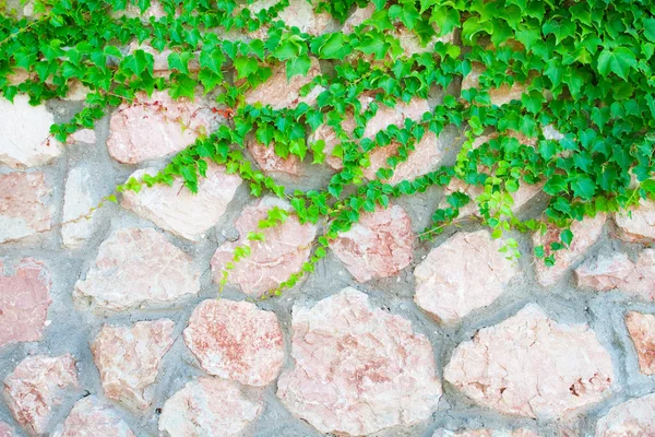Каменная стена и зеленые растения — стоковое фото