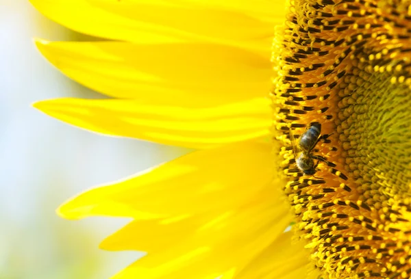 stock image Closeup of a beautiful sunflower with a bee