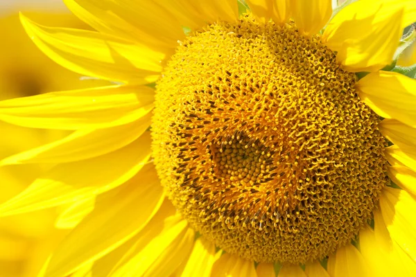 stock image Beautiful sunflower closeup