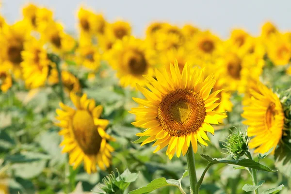 stock image Beautiful sunflower closeup