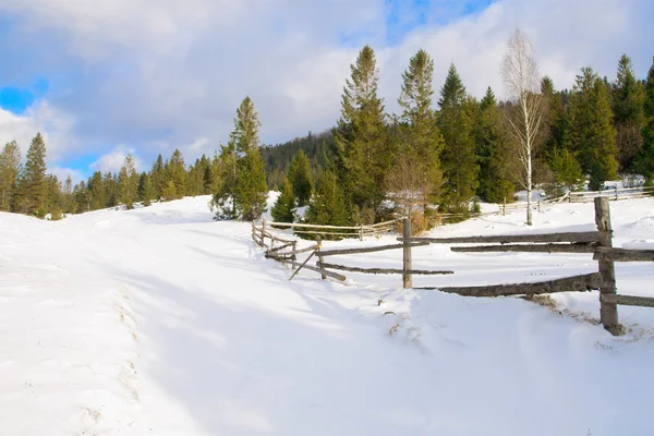 Linda paisagem floresta de inverno — Fotografia de Stock