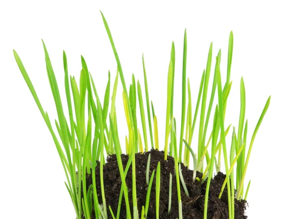 Hierba verde fresca sobre fondo blanco —  Fotos de Stock