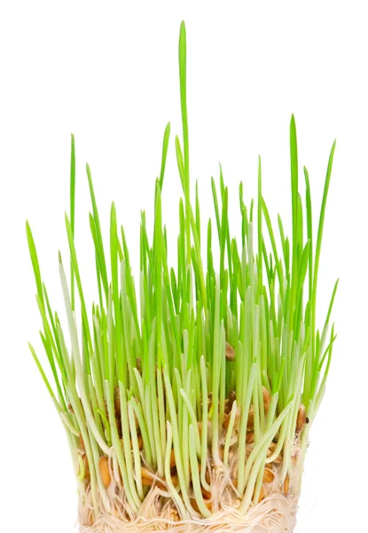 Friss zöld fű, fehér alapon — Stock Fotó